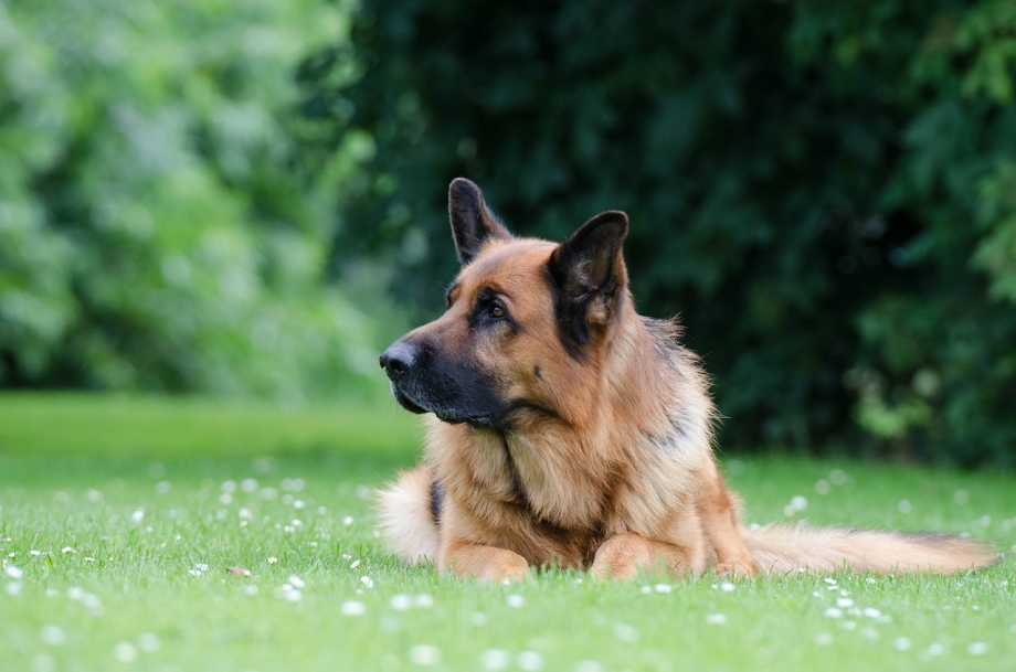German Shepherd немецкая овчарка щенок