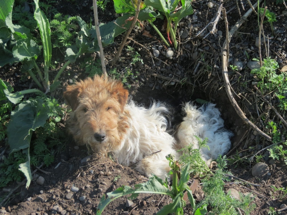 System for burrowing Dogs