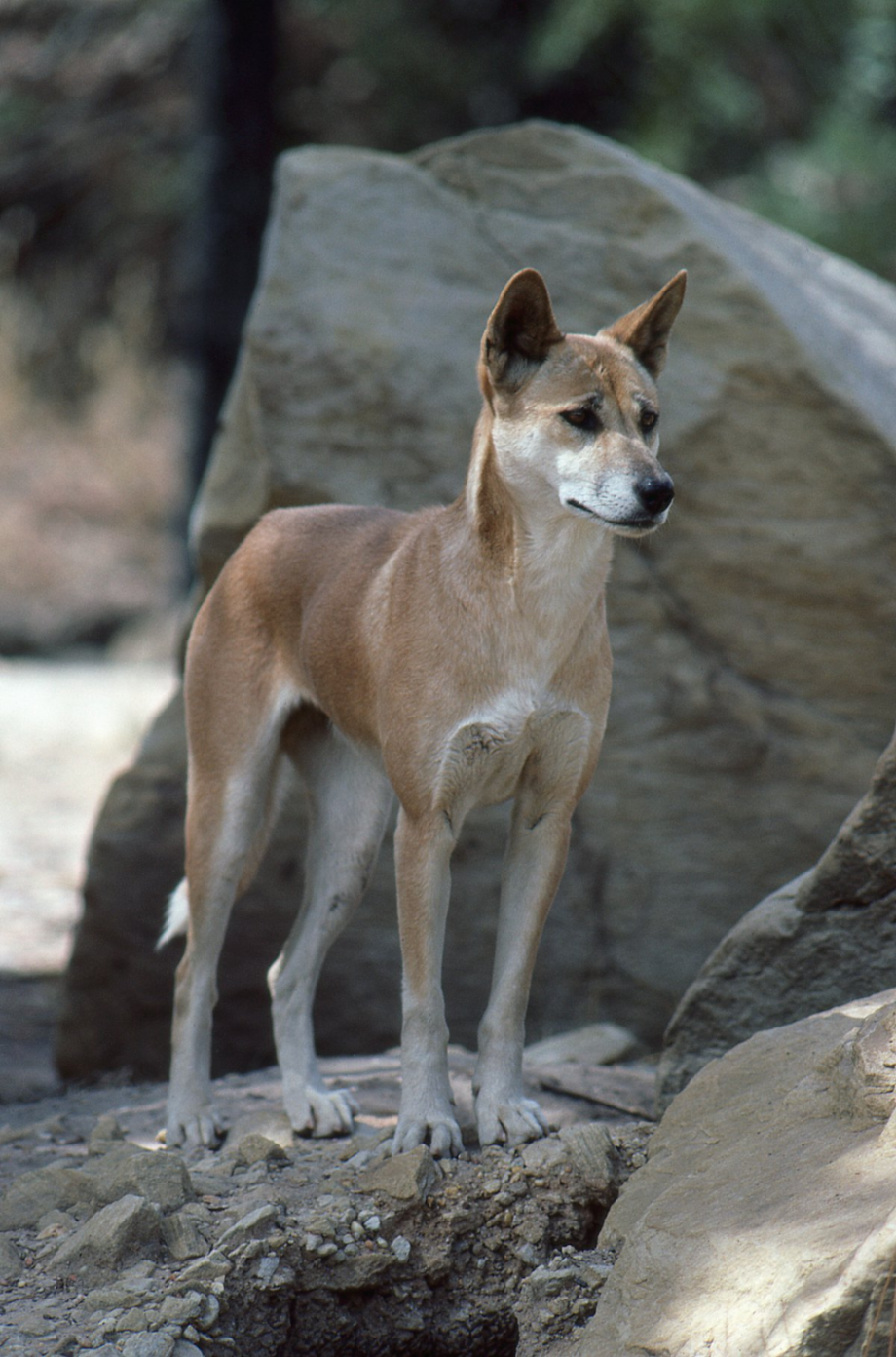 Собака Dingo