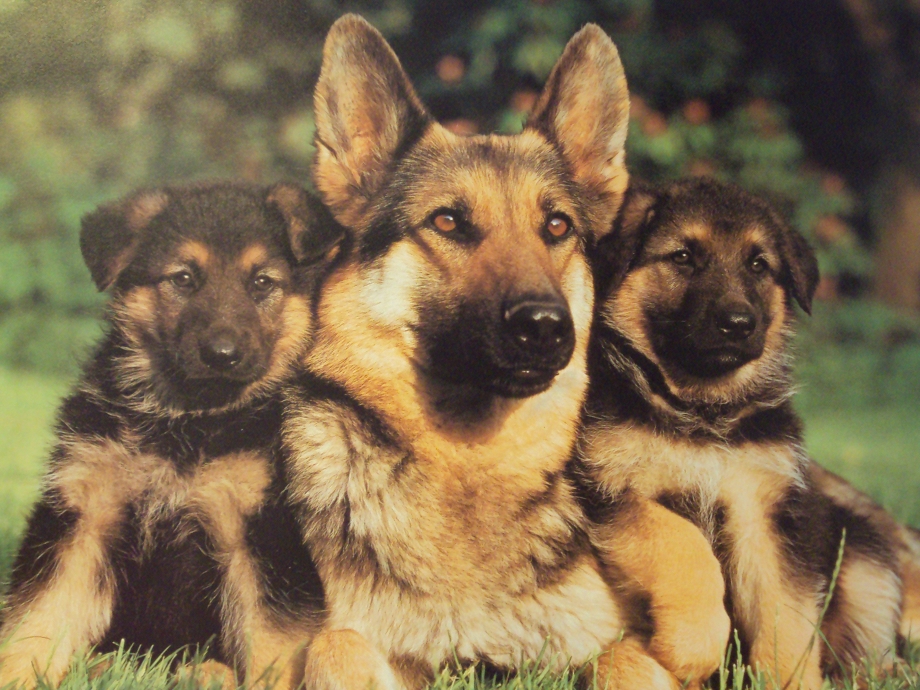German Shepherd щенок