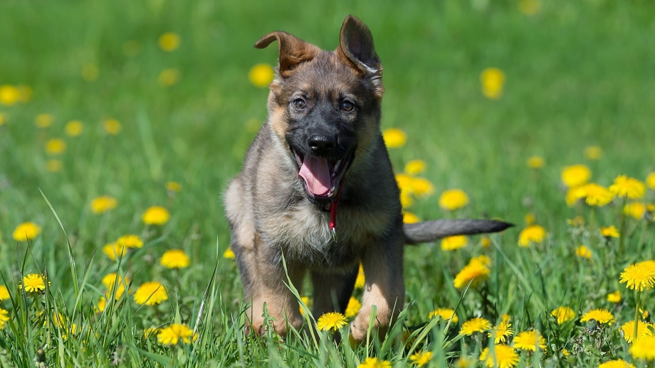 German Shepherd немецкая овчарка щенок