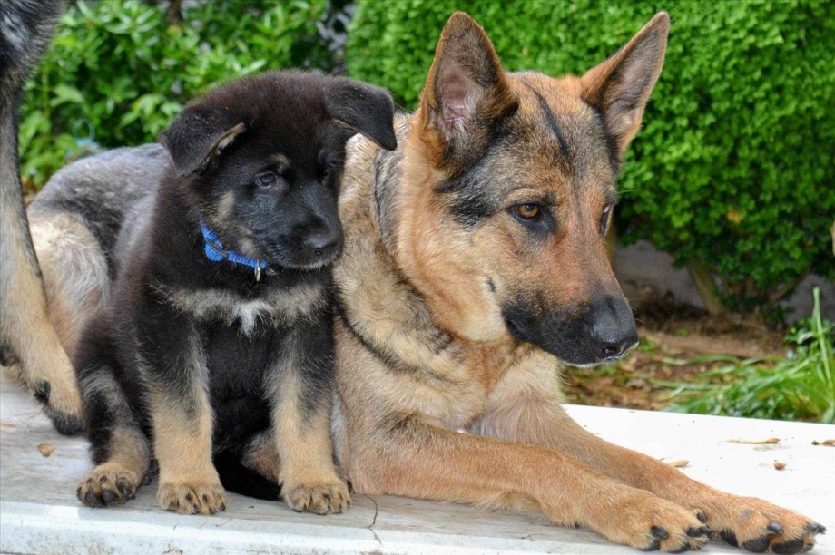 Щенки в корзинке