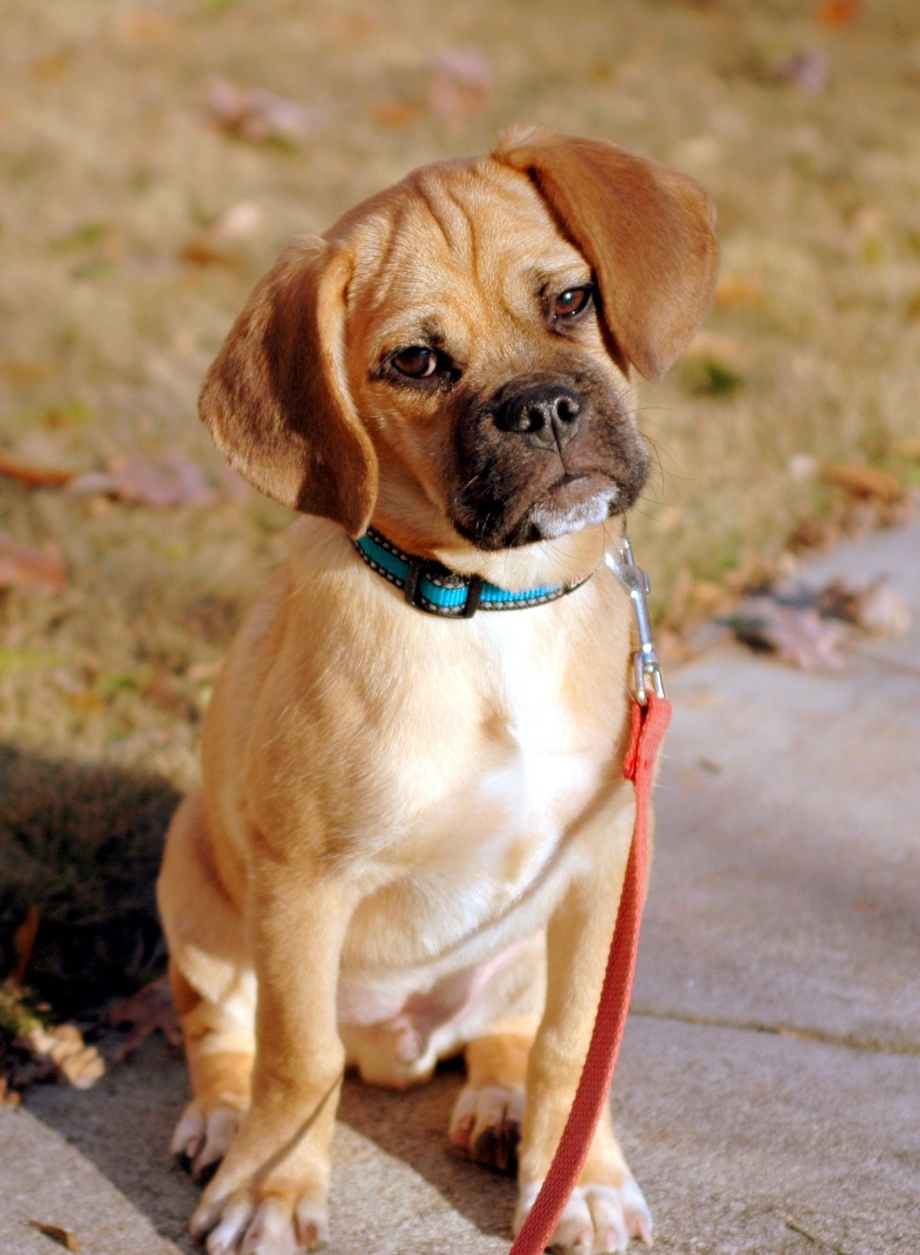 Puggle порода собак