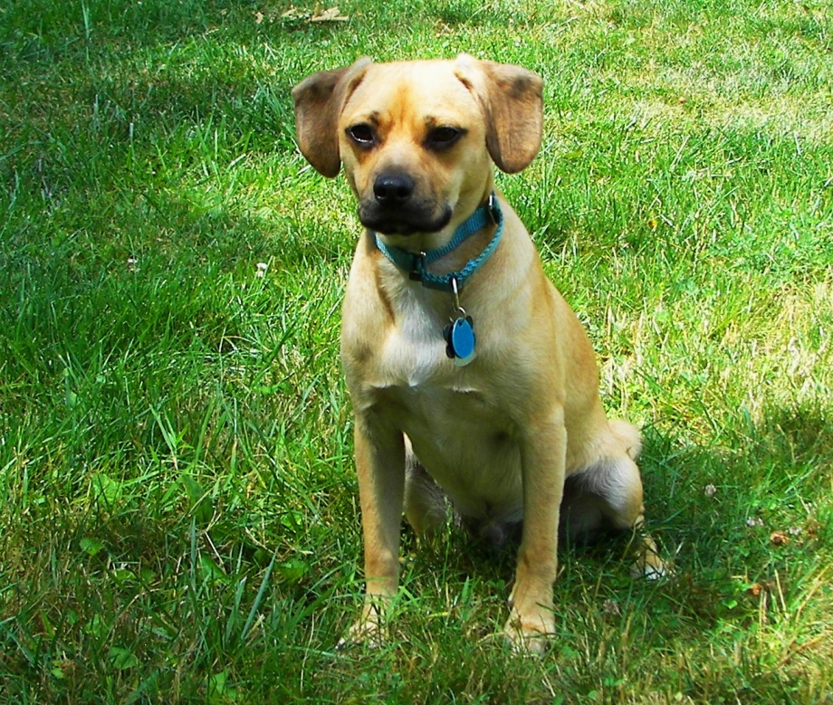 Puggle новоржд