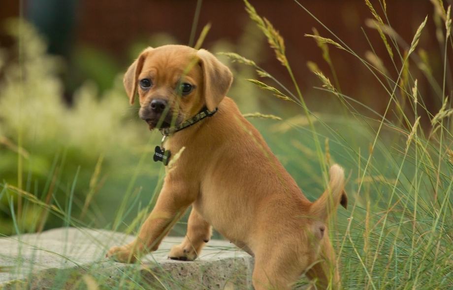 Puggle собака