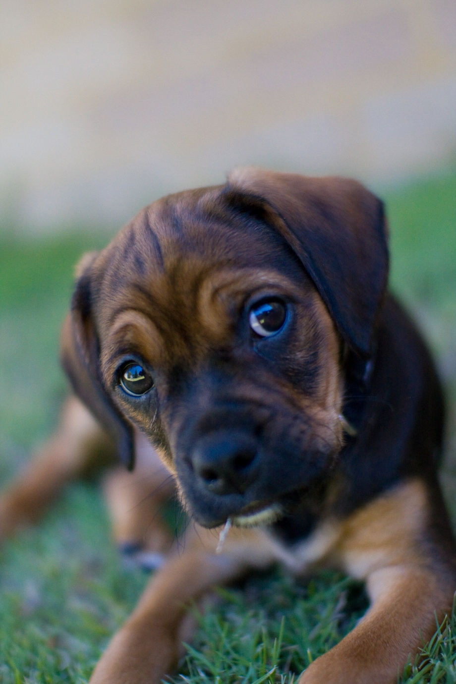 Puggle собака