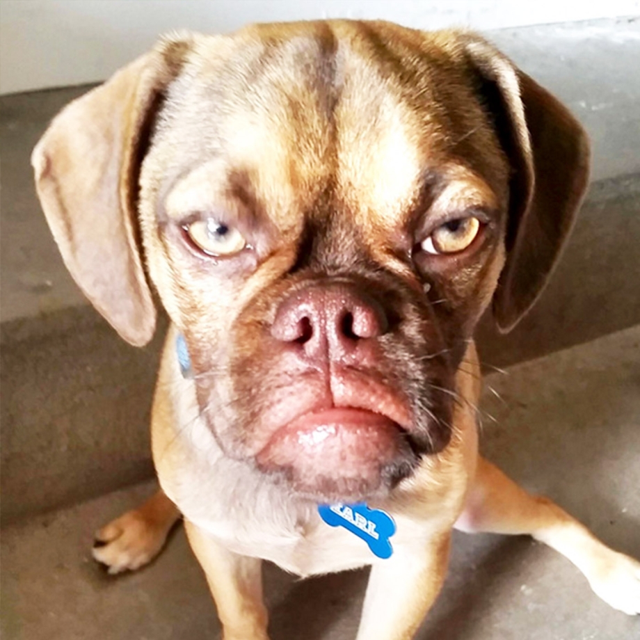 Меховая собака Puggle