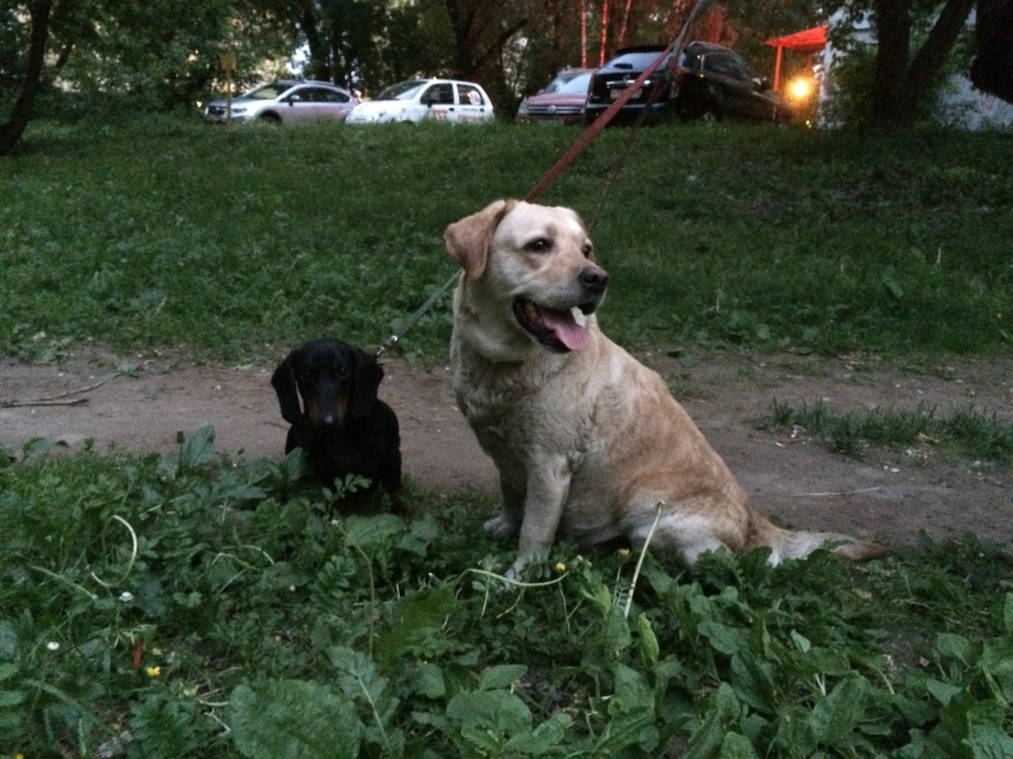 Лабрадор Корбу