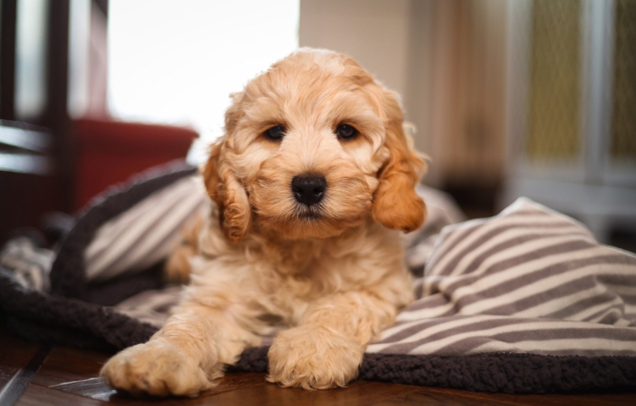 AKC Cockapoo Breeders