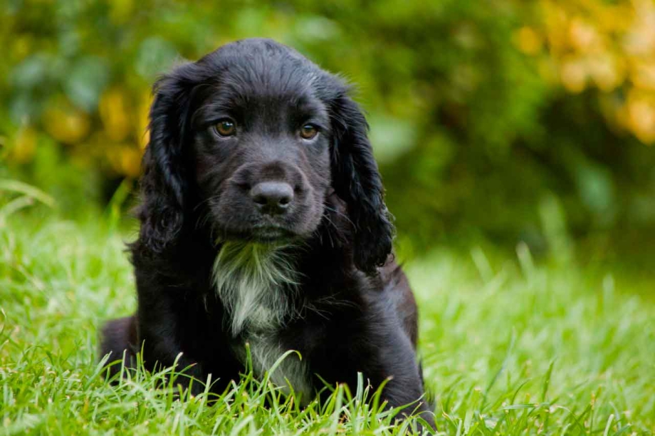 Cocker Spaniel Puppies for sale in Ohio