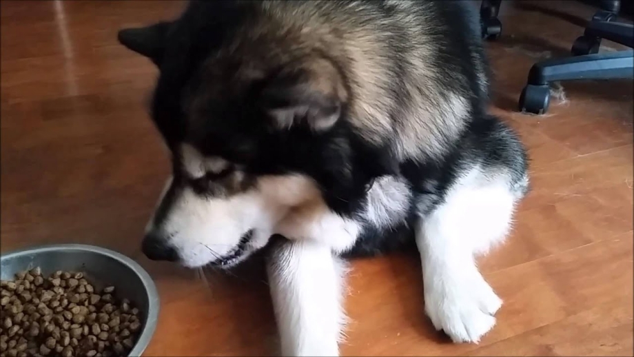 Хаски домашний питомец