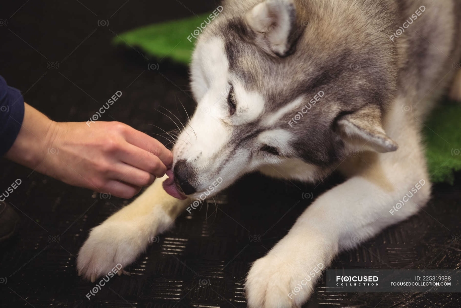 Хаски накосячил