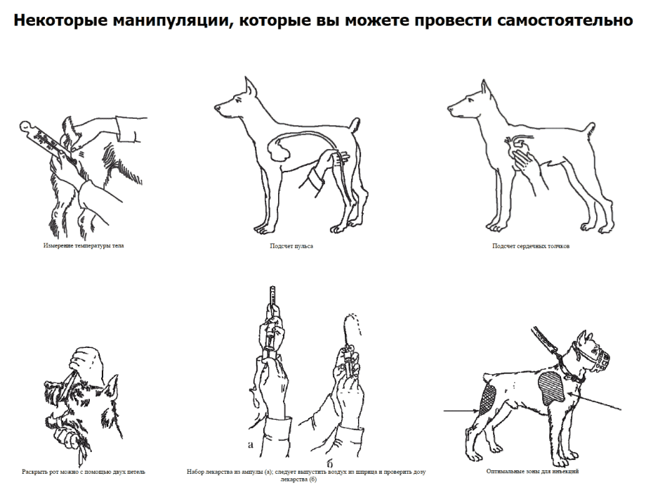 Эпителиотропная лимфома у собак