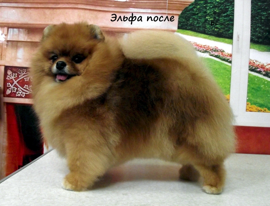 Сережки шпиц