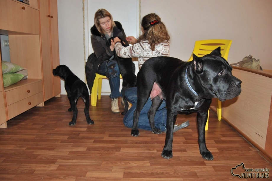Кане Корсо бежевый