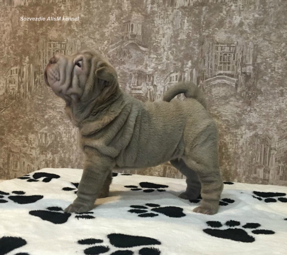 Шарпей изабелловый дельют