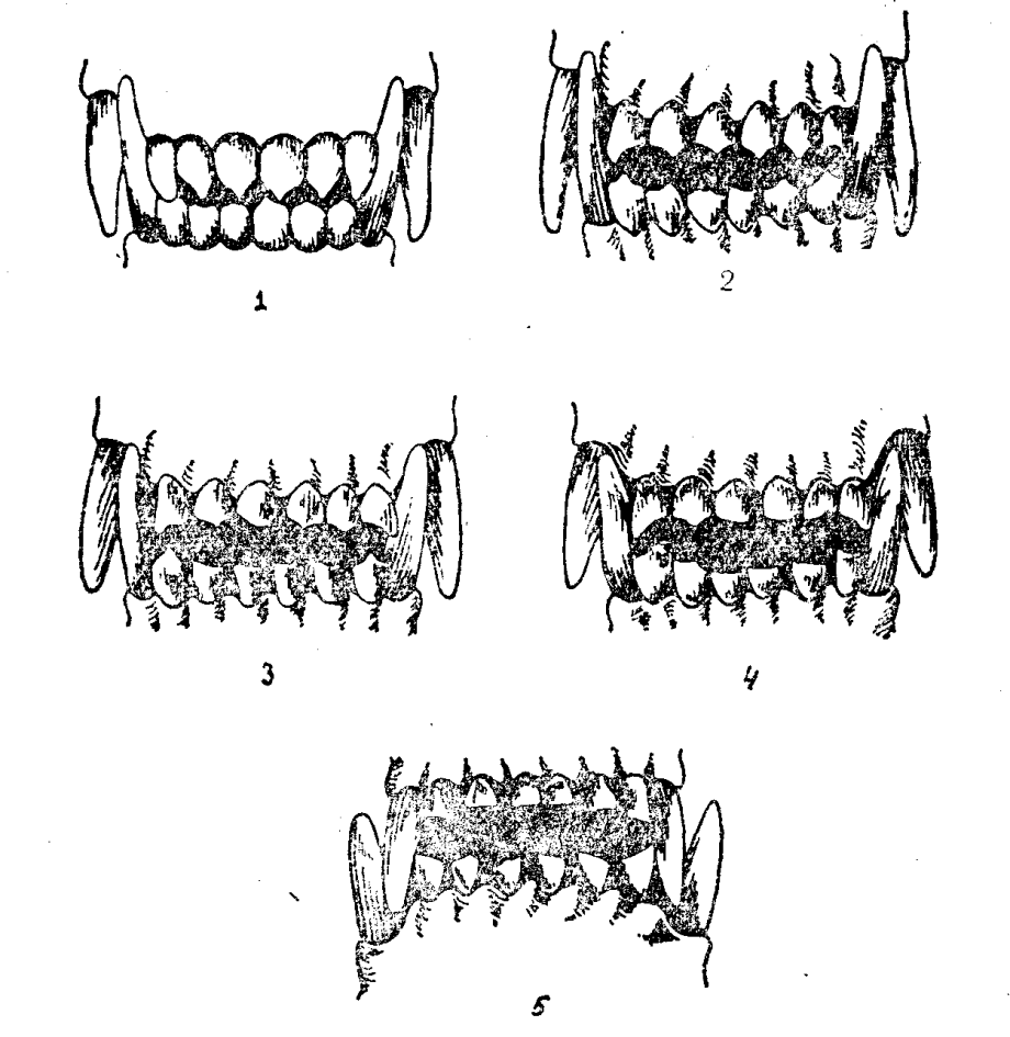 Возраст щенка. Возраст собаки по зубам. Определить Возраст собаки по зубам. Кошачьи зубы схема. Определение возраста собаки по зубам.