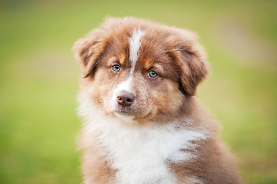 Australian Shepherd собака щенок