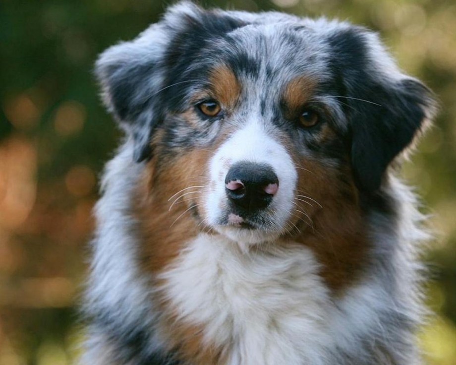 Австралийская овчарка / Australian Shepherd