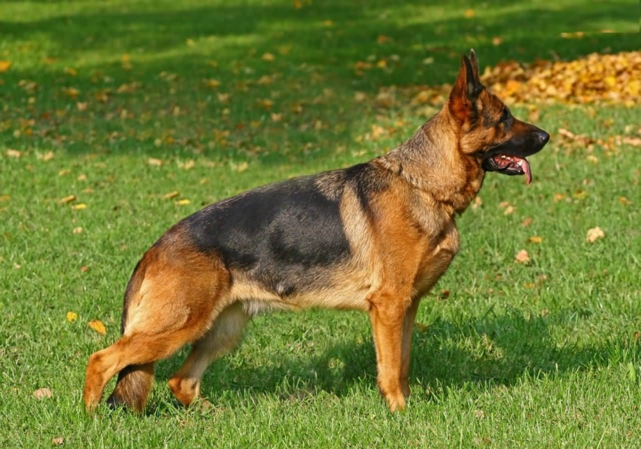 German Shepherd в стойке