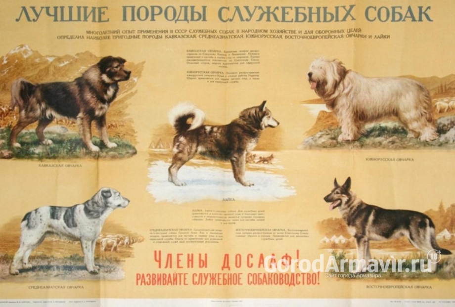 Плакат породы собак