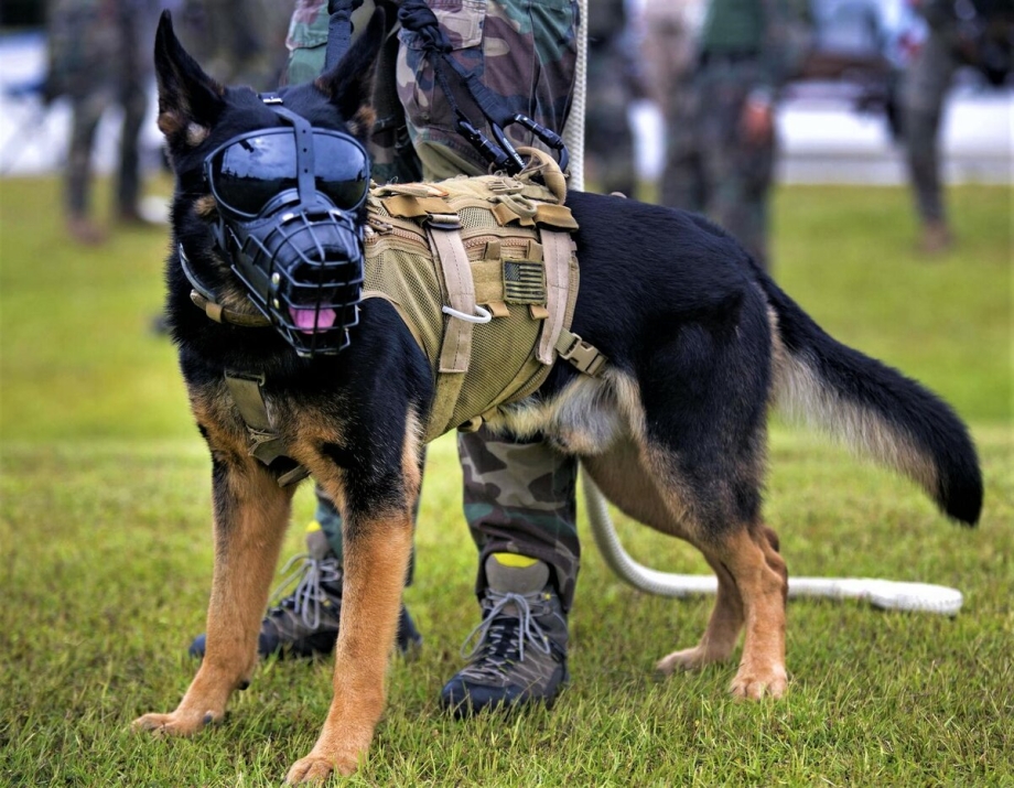 Немецкая овчарка k9