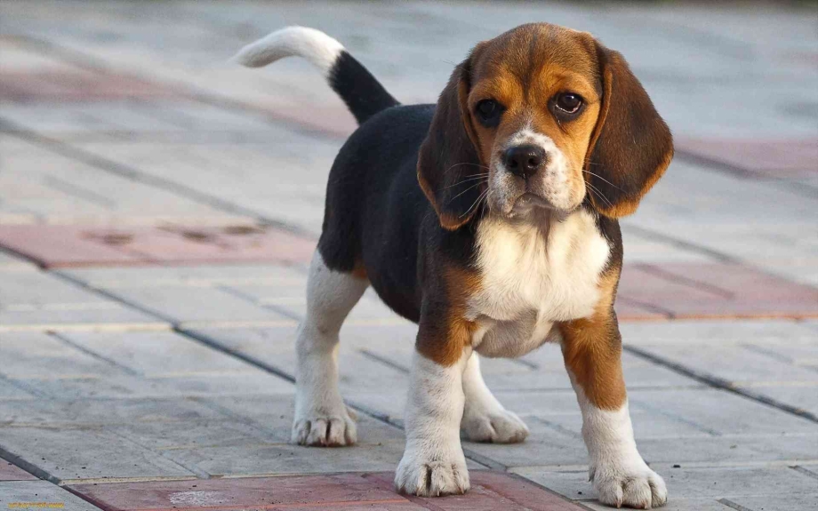 Dogs information