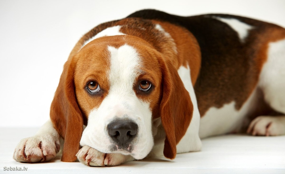 Beagle гончая
