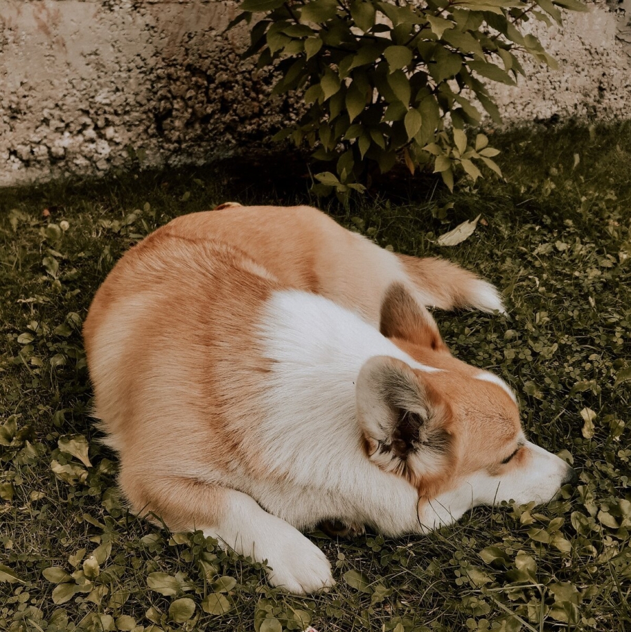 Шарлотта коргишьян дзен