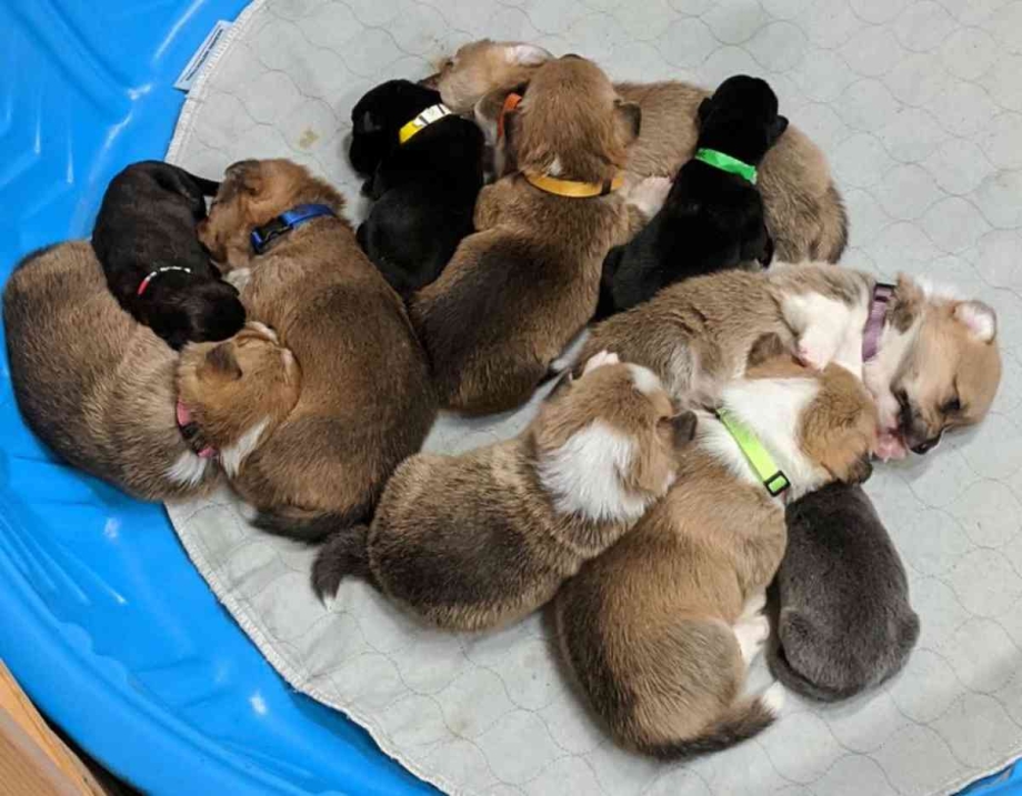 Щенки корги с мамой