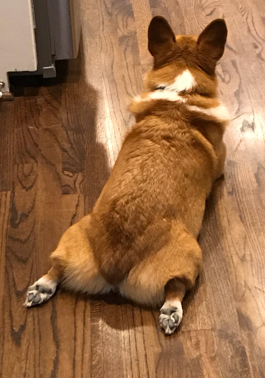 Вельш корги спит