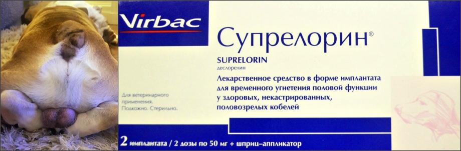 Репродуктивные болезни собак