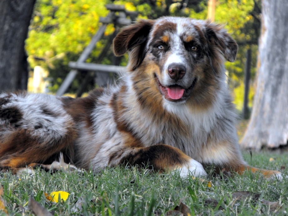 Австралийская овчарка / Australian Shepherd