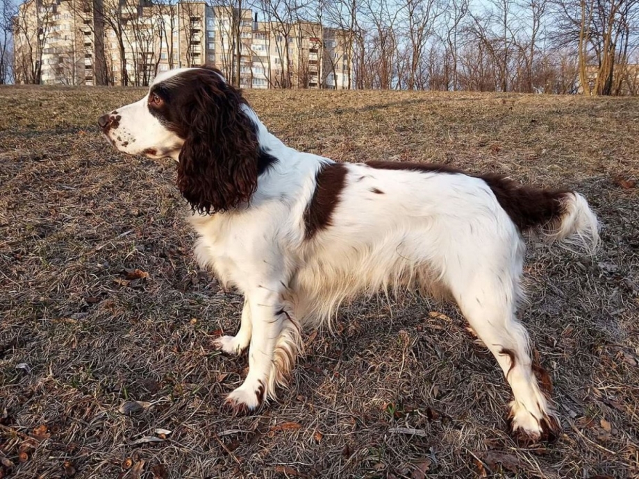 Пегий спаниель