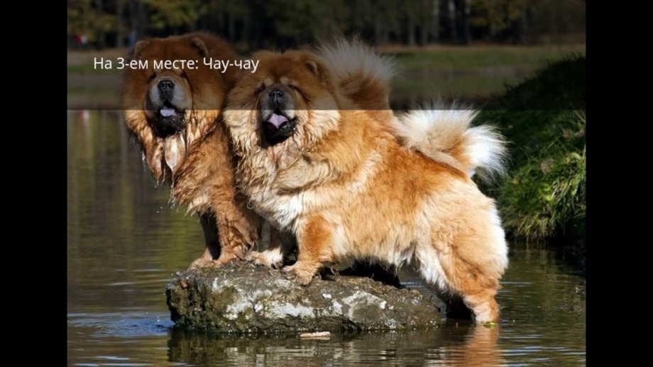 Красивые дорогие собаки