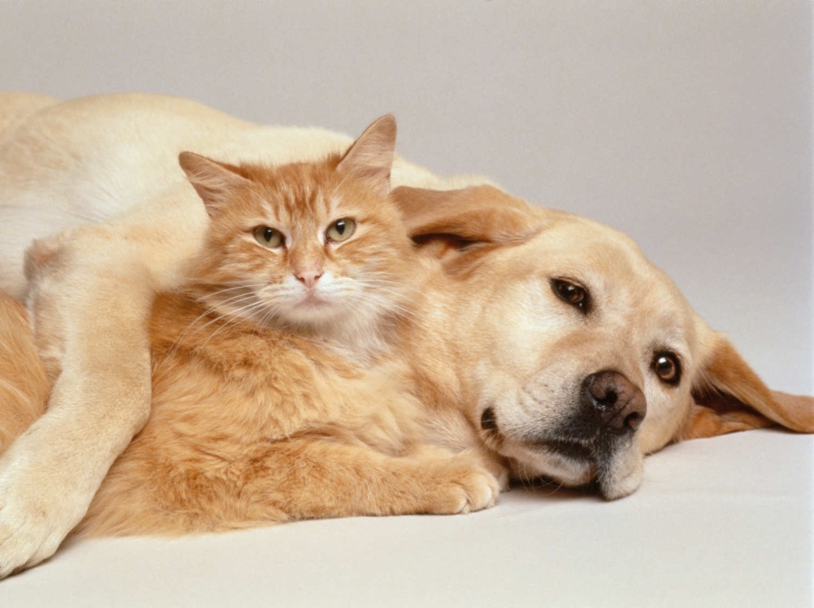 Кошки и собаки