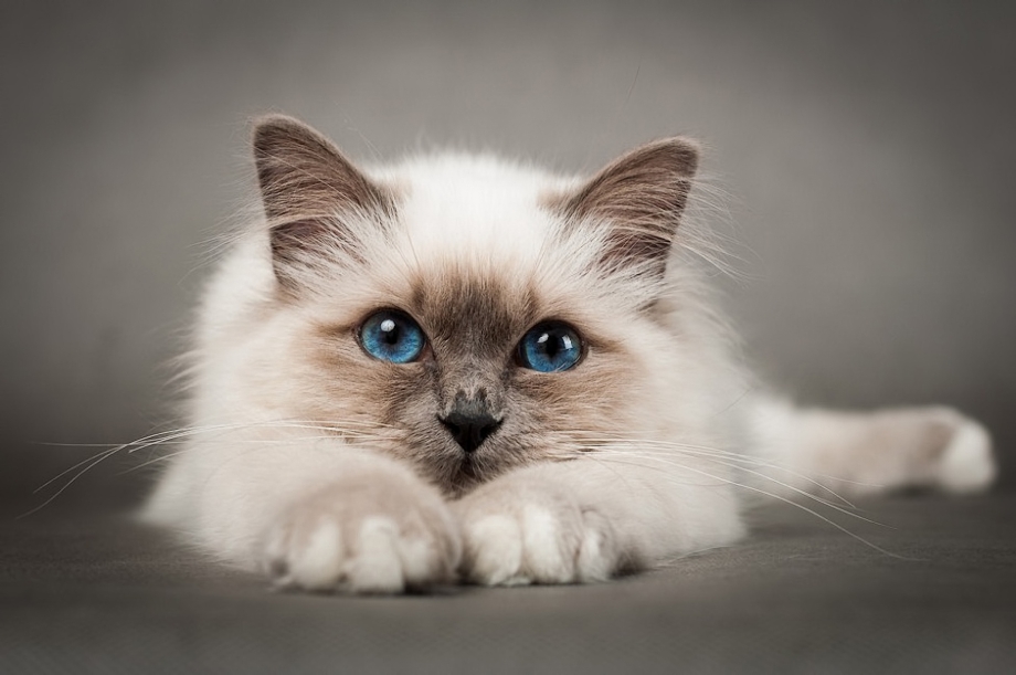 Красивые кошки