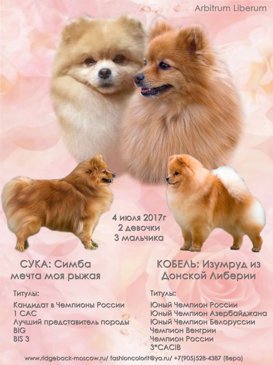 Померанский шпиц Лисичка
