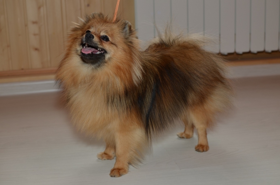 Teilmantel Spitz