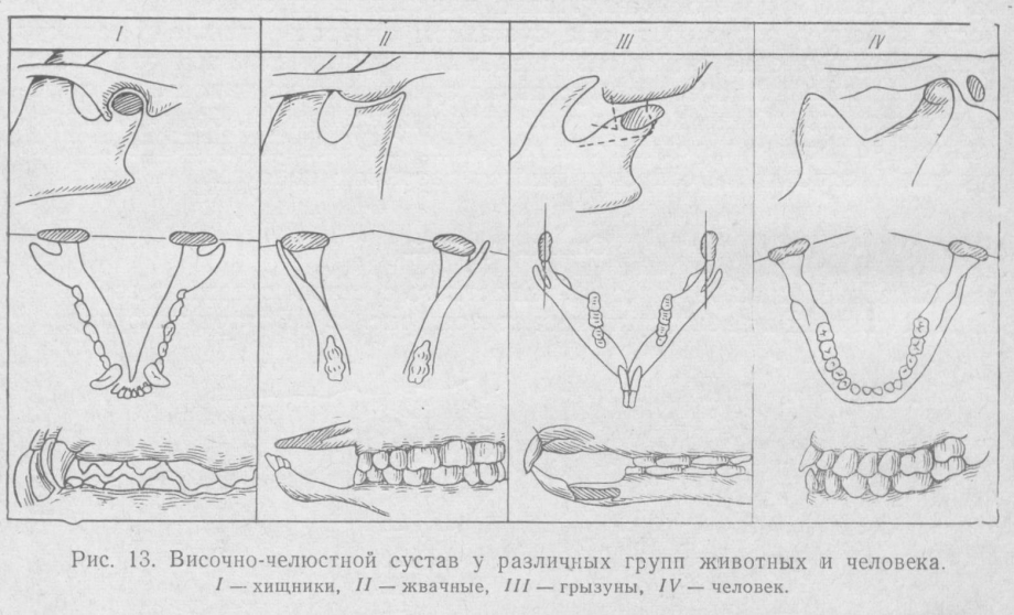 Нижняя челюсть анатомия рисунок