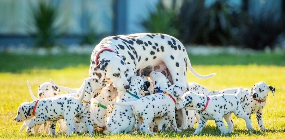 Dalmata перевод