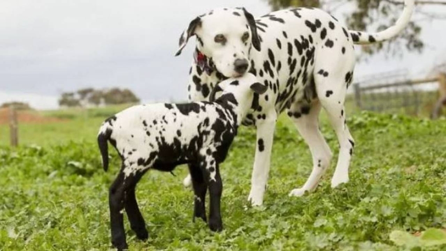 Королевский далматинец
