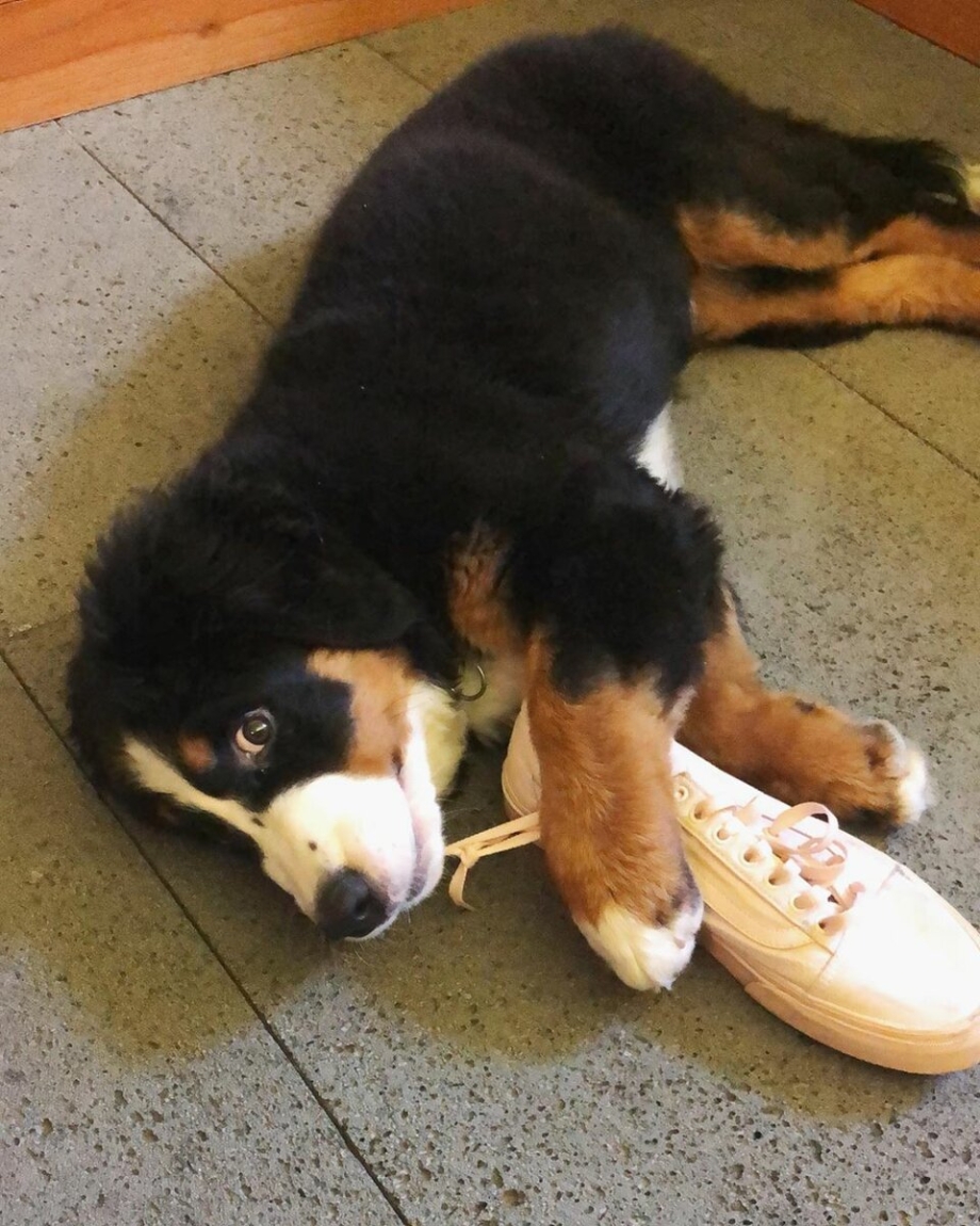 Happy Birthday with Bernese Mountain Dog