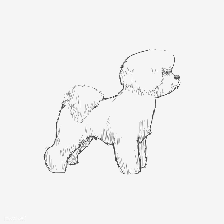Бишон фризе рисунок
