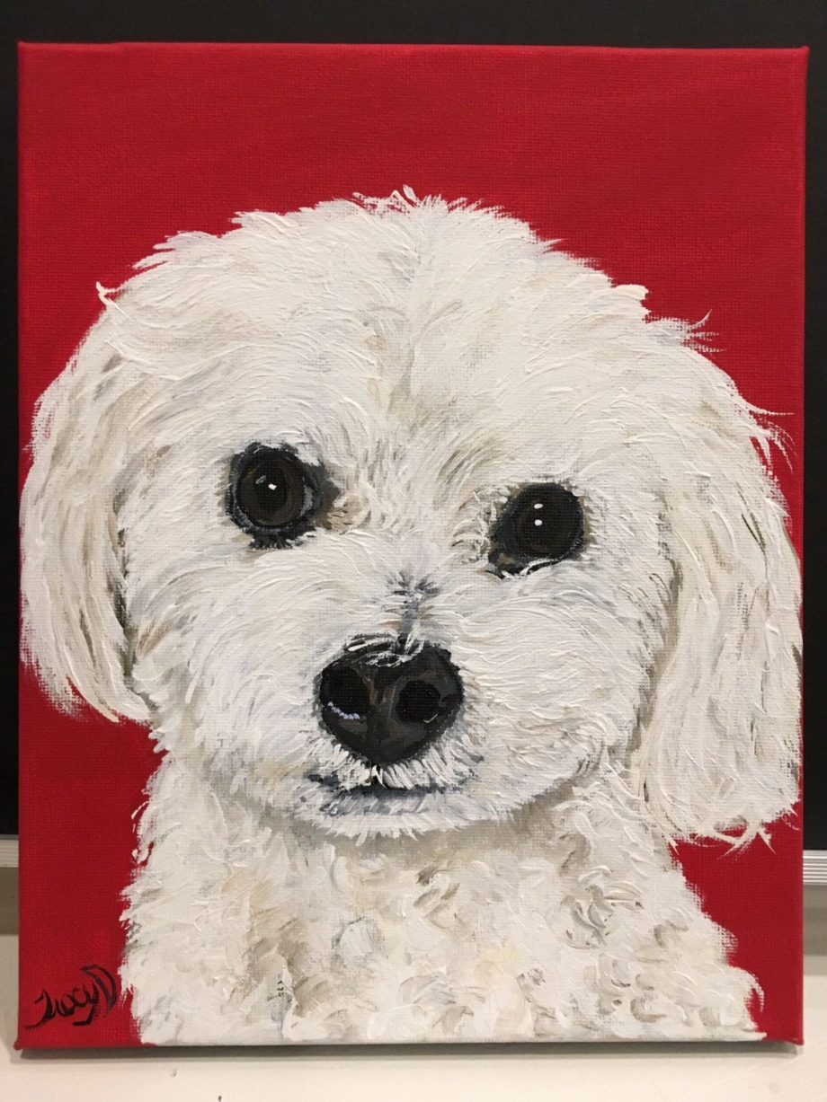 White Maltese рисунок