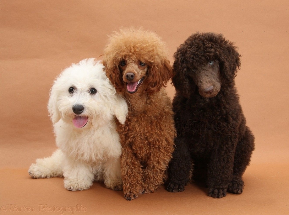 Пудель малый Crufts