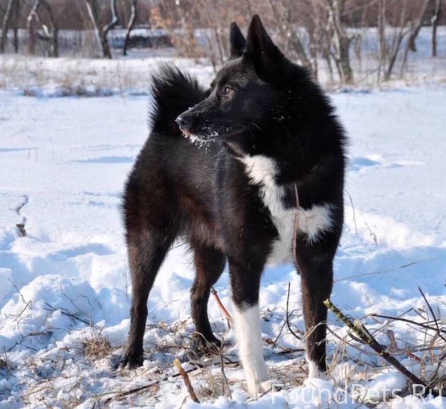 Рел лайка