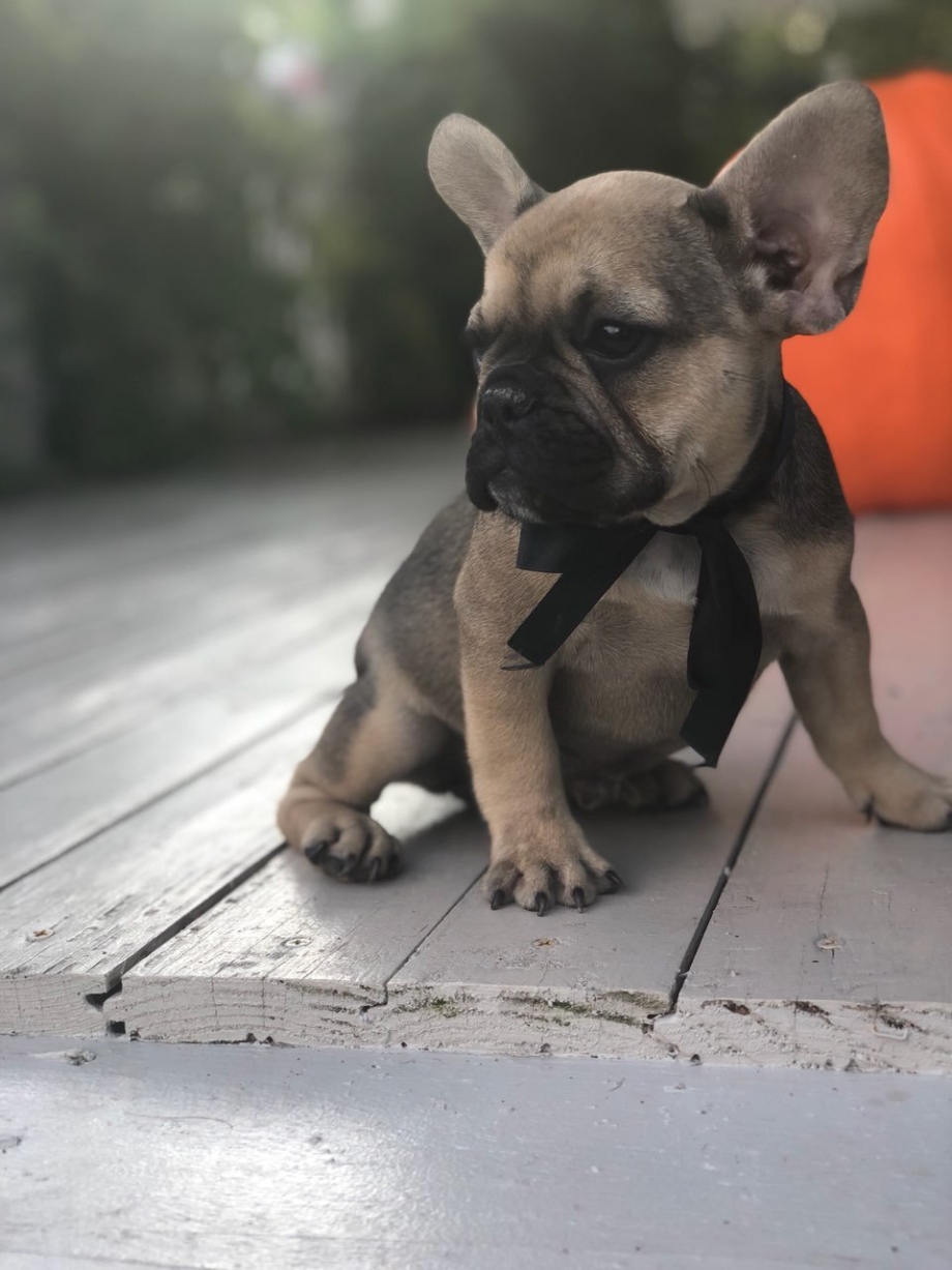 Французский бульдог Fawn