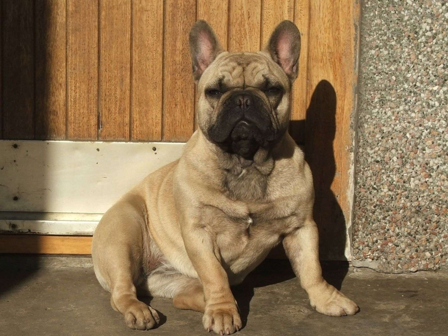 Cream French Bulldog