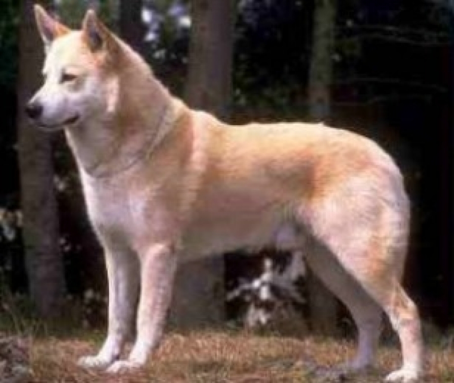 Canaan Dog порода